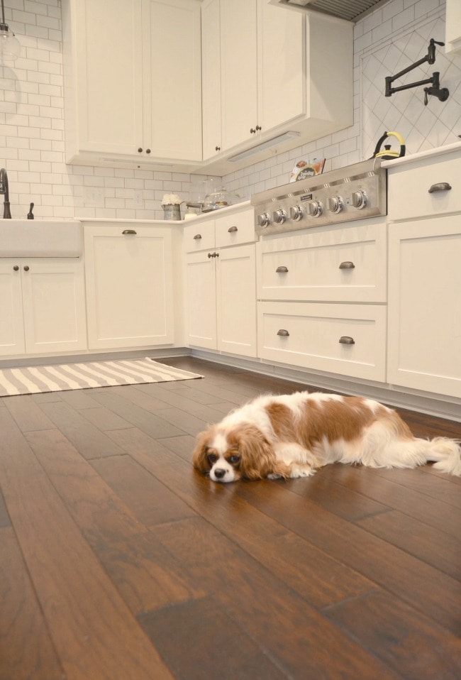 Cavalier King Charles Spaniel in an All White Kitchen