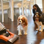 The Best Vacuum For Pet Owners