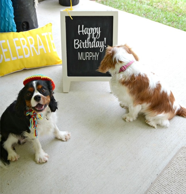 Doggone Fun Birthday Fiesta 