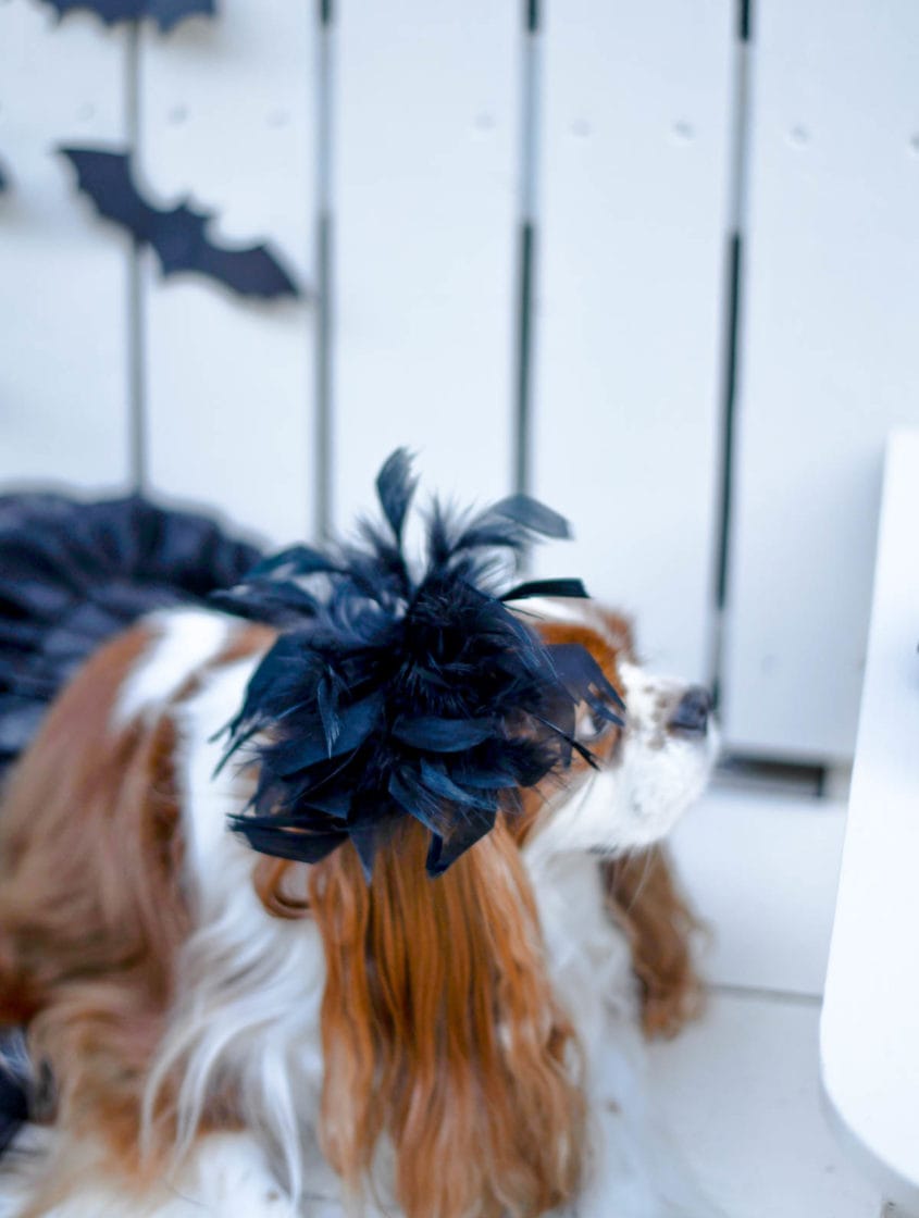 Black Swan Costume for Dogs