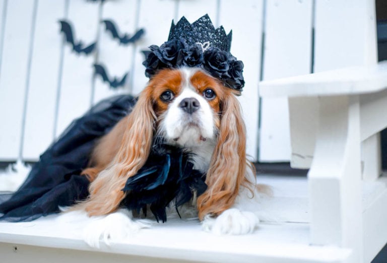 Black Swan Costume for Dogs